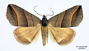 Attēlu rezultāti vaicājumam “Colobochyla salicalis”