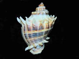 Image result for Melongena corona