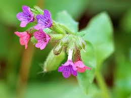 Image result for Lungenkraut