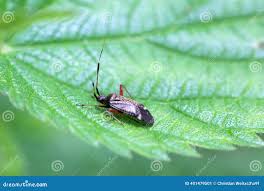 Attēlu rezultāti vaicājumam “Closterotomus biclavatus”