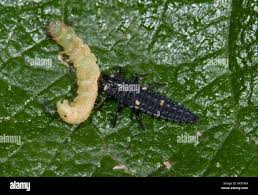 Attēlu rezultāti vaicājumam “Adalia bipunctata larva”