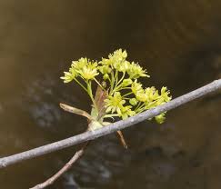 Attēlu rezultāti vaicājumam “Acer platanoides bud”
