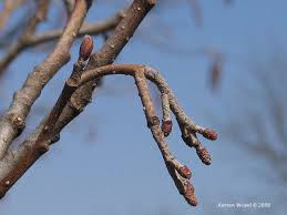 Attēlu rezultāti vaicājumam “Frangula alnus bud”