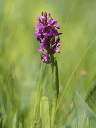 Attēlu rezultāti vaicājumam “Dactylorhiza incarnata leaf”