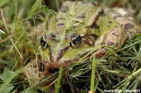 Attēlu rezultāti vaicājumam “Pelophylax”