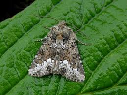 Attēlu rezultāti vaicājumam “Oligia sp.”