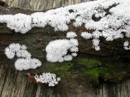 Attēlu rezultāti vaicājumam “Ceratiomyxa fruticulosa”