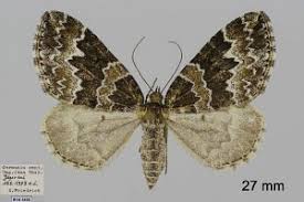 Attēlu rezultāti vaicājumam “Electrophaes corylata”