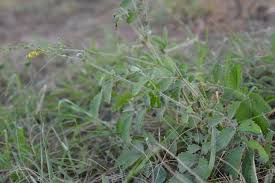 Attēlu rezultāti vaicājumam “Agrimonia pilosa bud”