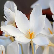 Attēlu rezultāti vaicājumam “Crocus speciosus flower”