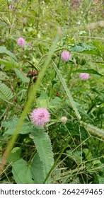 Image result for pohon semalu images