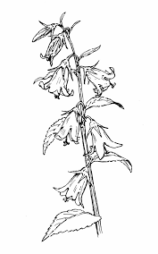 Attēlu rezultāti vaicājumam “Campanula latifolia leaf”