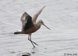 Image result for Limosa haemastica