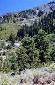 Attēlu rezultāti vaicājumam “Abies concolor”