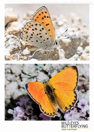 Attēlu rezultāti vaicājumam “Theclinae”