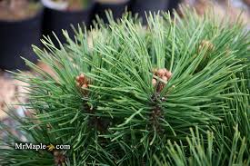 Attēlu rezultāti vaicājumam “Pinus nigra fruit”