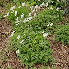 Attēlu rezultāti vaicājumam “Anemone sylvestris fruit”