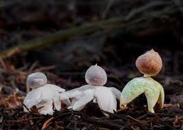 Attēlu rezultāti vaicājumam “Geastrum quadrifidum”