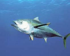 Image result for Thunnus obesus