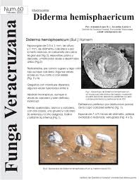 Attēlu rezultāti vaicājumam “Diderma hemisphaericum”