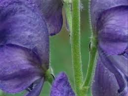 Attēlu rezultāti vaicājumam “Aconitum napellus bud”