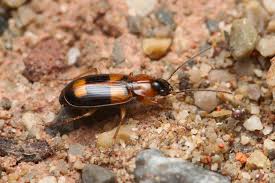 Attēlu rezultāti vaicājumam “Badister bullatus”
