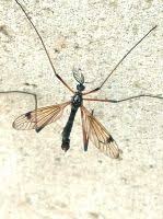 Attēlu rezultāti vaicājumam “Dictenidia bimaculata”