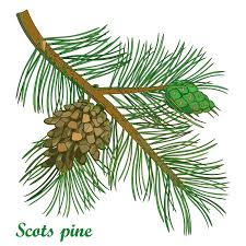 Attēlu rezultāti vaicājumam “Pinus sylvestris leaf”