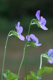 Attēlu rezultāti vaicājumam “Viola tricolor flower”
