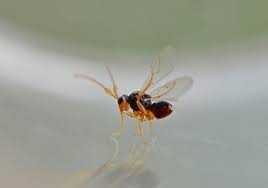 Attēlu rezultāti vaicājumam “Andricus quercuscorticis”