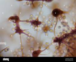 Attēlu rezultāti vaicājumam “Cribraria tenella macro”