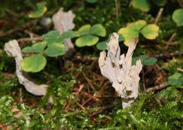 Attēlu rezultāti vaicājumam “Clavulina rugosa”