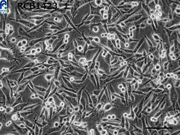 Attēlu rezultāti vaicājumam “Bryum funkii cells”