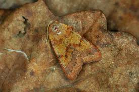 Attēlu rezultāti vaicājumam “Agrochola helvola”