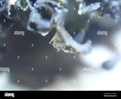 Attēlu rezultāti vaicājumam “Leptogium saturninum”