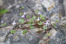 Attēlu rezultāti vaicājumam “Cymbalaria muralis flower”