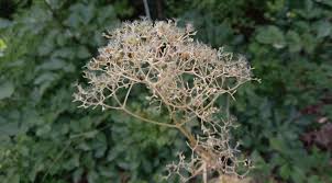 Attēlu rezultāti vaicājumam “Valeriana officinalis fruit”