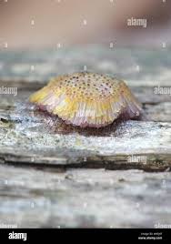 Attēlu rezultāti vaicājumam “Symphytocarpus flaccidus”