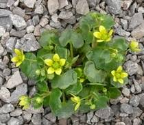 Attēlu rezultāti vaicājumam “Saxifraga cymbalaria”