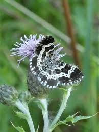 Attēlu rezultāti vaicājumam “Epirrhoe tristata imago”