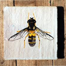 Attēlu rezultāti vaicājumam “Leucozona glaucia”