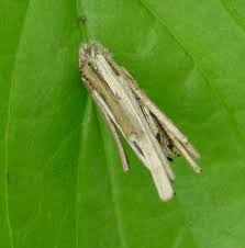 Attēlu rezultāti vaicājumam “Psyche casta larva”