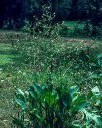 Attēlu rezultāti vaicājumam “Alisma plantago-aquatica”