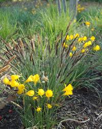 Attēlu rezultāti vaicājumam “Carex elata flower”
