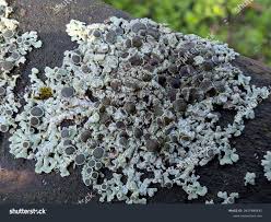 Attēlu rezultāti vaicājumam “Physcia aipolia”