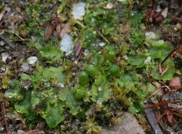 Attēlu rezultāti vaicājumam “Aneura pinguis”