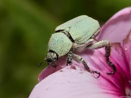 Attēlu rezultāti vaicājumam “Hoplia parvula imago”