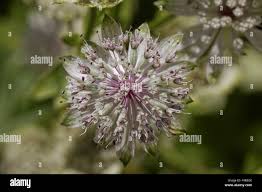 Attēlu rezultāti vaicājumam “Astrantia major fruit”