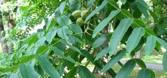 Attēlu rezultāti vaicājumam “Juglans mandshurica”