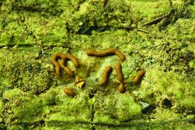 Attēlu rezultāti vaicājumam “Gulielmina vermicularis”